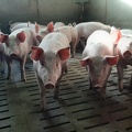 jeunes porcs en engraissement - crédit Adrien Montefusco-FranceAgriTwittos