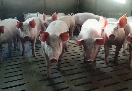jeunes porcs en engraissement - crédit Adrien Montefusco-FranceAgriTwittos