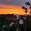 couché de soleil sur champ de blé.jpg