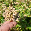 fleur de sarrazin (blé noir)
