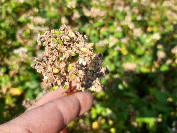fleur de sarrazin (blé noir)