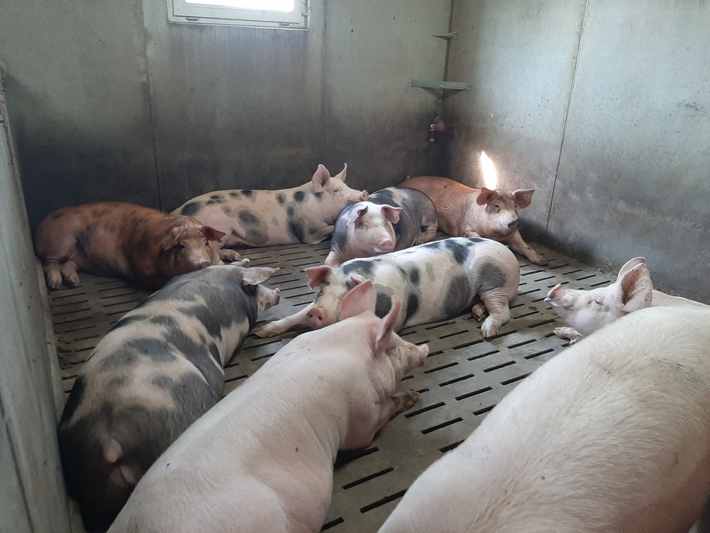 porcs en engraissement 3 - crédit Adrien Montefusco-FranceAgriTwittos