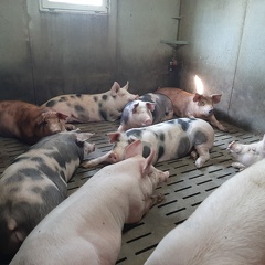 porcs en engraissement 3 - crédit Adrien Montefusco-FranceAgriTwittos