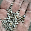 graines de sarrazin dans la main (blé noir)