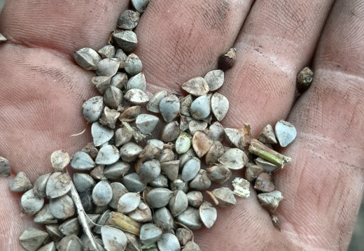 graines de sarrazin dans la main (blé noir)