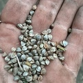 graines de sarrazin dans la main (blé noir).jpg