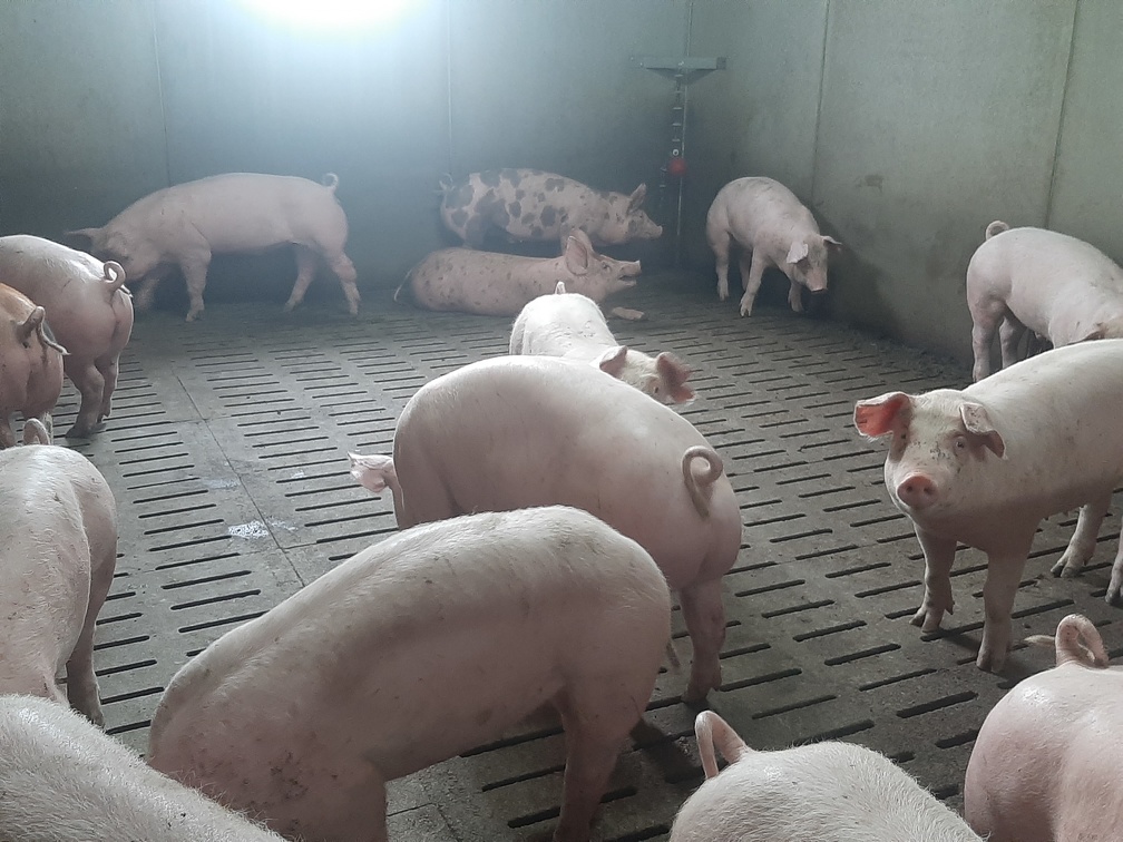 porcs en engraissement 4 - crédit Adrien Montefusco-FranceAgriTwittos