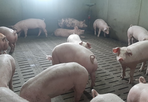 porcs en engraissement 4 - crédit Adrien Montefusco-FranceAgriTwittos