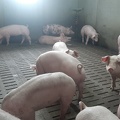 porcs en engraissement 4 - crédit Adrien Montefusco-FranceAgriTwittos.jpg