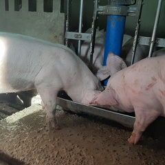 porcs en engraissement qui mangent - crédit Adrien Montefusco-FranceAgriTwittos