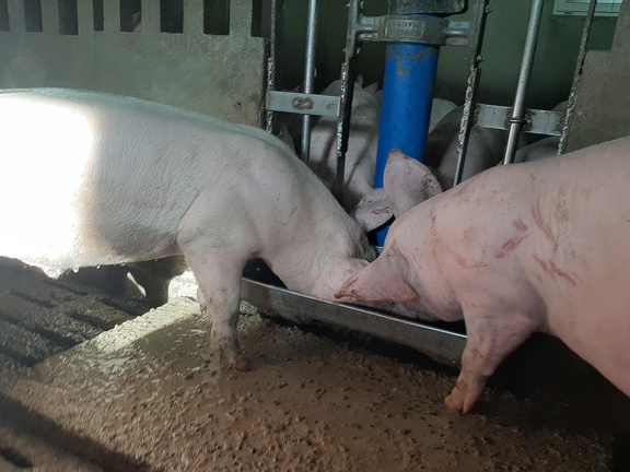 porcs en engraissement qui mangent - crédit Adrien Montefusco-FranceAgriTwittos