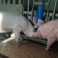 porcs en engraissement qui mangent - crédit Adrien Montefusco-FranceAgriTwittos.jpg