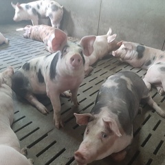 porcs en engraissement - crédit Adrien Montefusco-FranceAgriTwittos