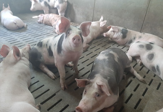 porcs en engraissement - crédit Adrien Montefusco-FranceAgriTwittos
