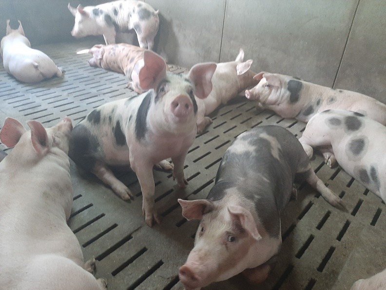 porcs en engraissement - crédit Adrien Montefusco-FranceAgriTwittos.jpg
