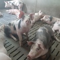 porcs en engraissement - crédit Adrien Montefusco-FranceAgriTwittos.jpg