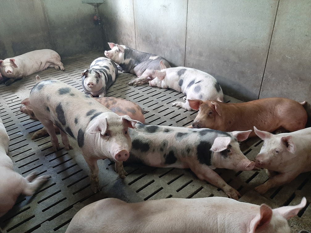 porcs en engraissment 2 - crédit Adrien Montefusco-FranceAgriTwittos