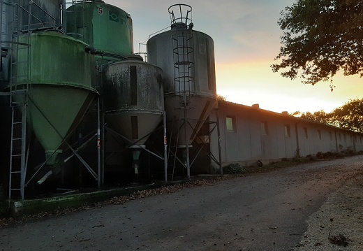 silos d aliment élevage de porcs