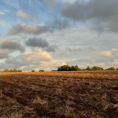 champ de blé après déchaumage