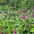 fleurs de talus