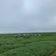 Moutons des prés salés (Baie de Somme)
