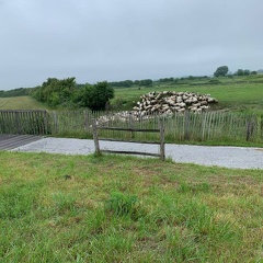 Moutons des prés salés (Baie de Somme)