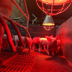 Salle de maternité, porcs