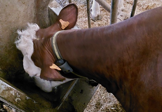Vache en train de manger - aliment vache laitière