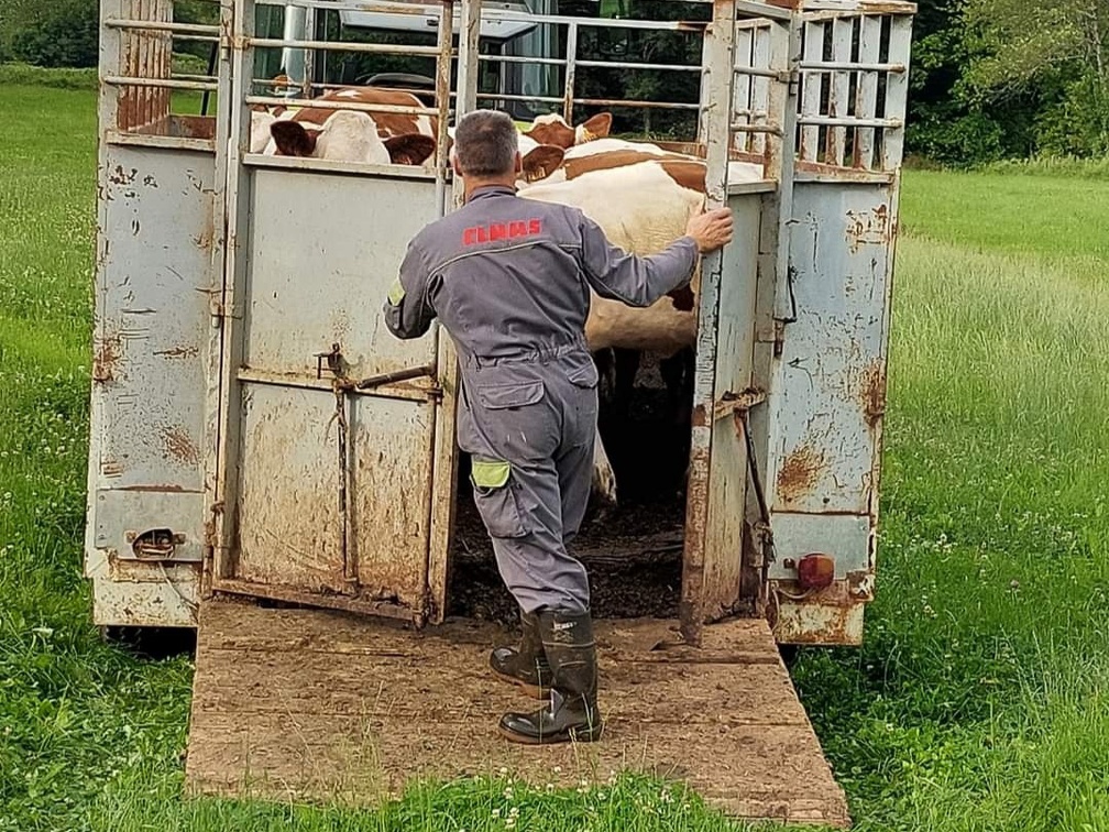 Mise à l'herbe des vaches - transport d'animaux