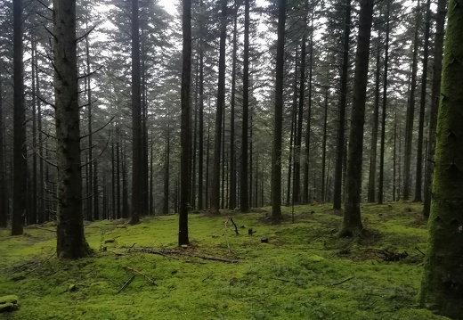 Sapins et mousse en Forêt d'Ecouves - Orne (61)  ONF