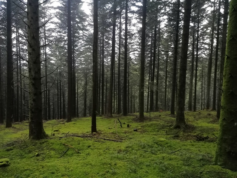 Sapins et mousse en Forêt d'Ecouves - Orne (61)  ONF
