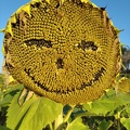 Good Morning Sunflower - crédit Lea LAUZIER - FranceAgriTwittos
