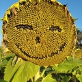 Good Morning Sunflower - crédit Lea LAUZIER - FranceAgriTwittos.jpg