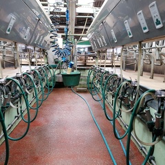 Salle de traite - vaches laitières