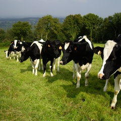 Genisse Holstein pature - Anthony Mercier