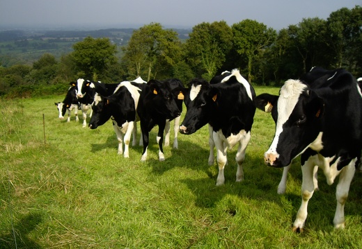 Genisse Holstein pature - Anthony Mercier