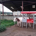 #220221-11 - infrastructure, Robot, vache - crédit @Agricultrice25-FranceAgriTwittos.jpg